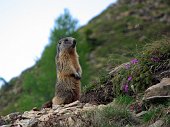Salita primaverile crepuscolare al Monte Toro da Foppolo il 24 maggio 2009 - FOTOGALLERY